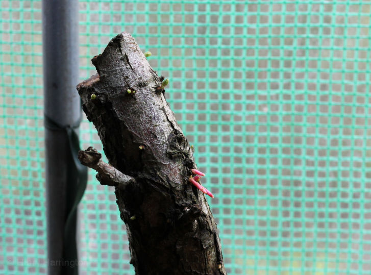 rhizotonic bonsai roots